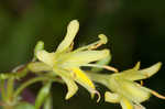 Southern bush honeysuckle